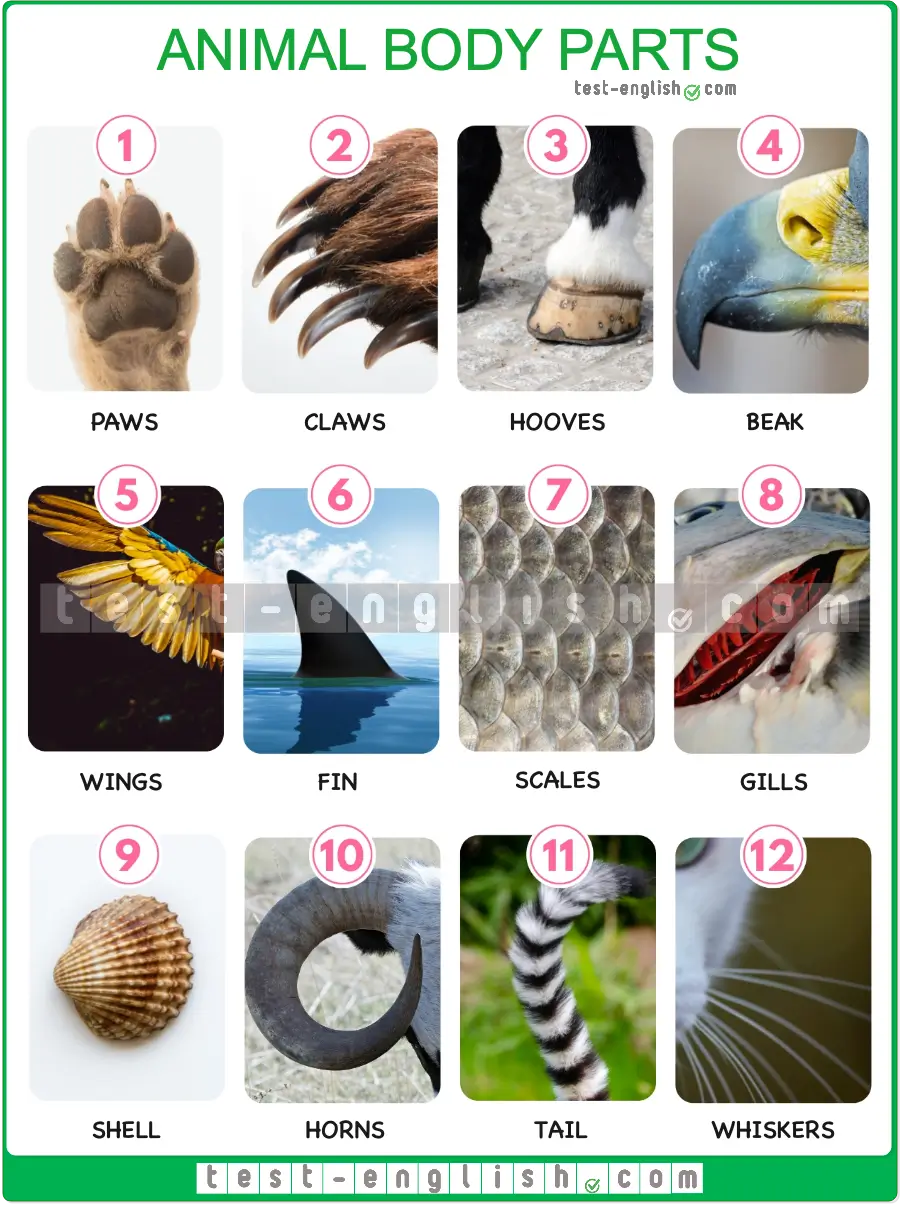 Animals And Their Bodies And Sounds B1 English Vocabulary Test English